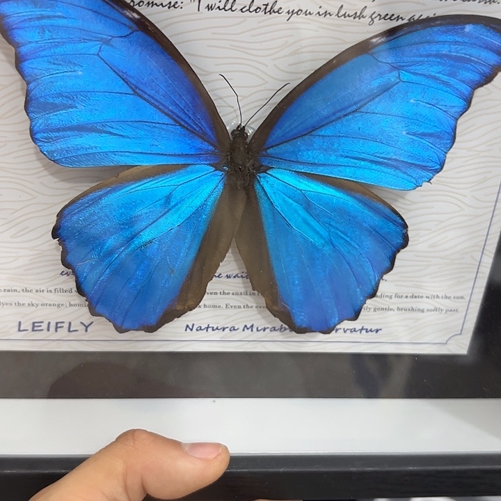 b***o蝴蝶标本定制447@
