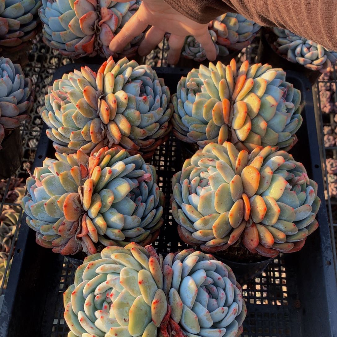 双头五个带盆发货嗯嗯