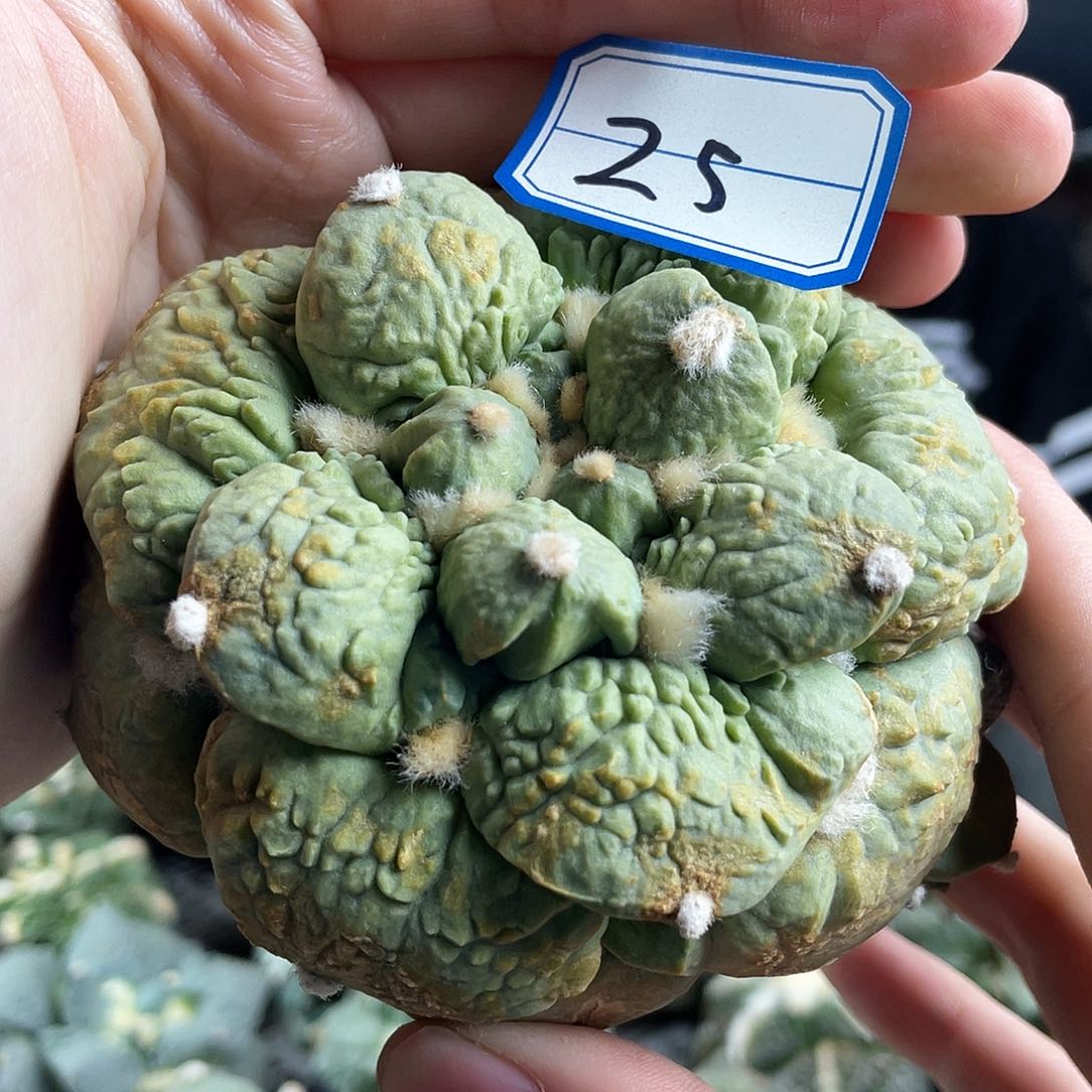 23日25号10cm自根战损黄体大怒涛