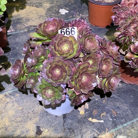 万缀多肉植物法师不包损