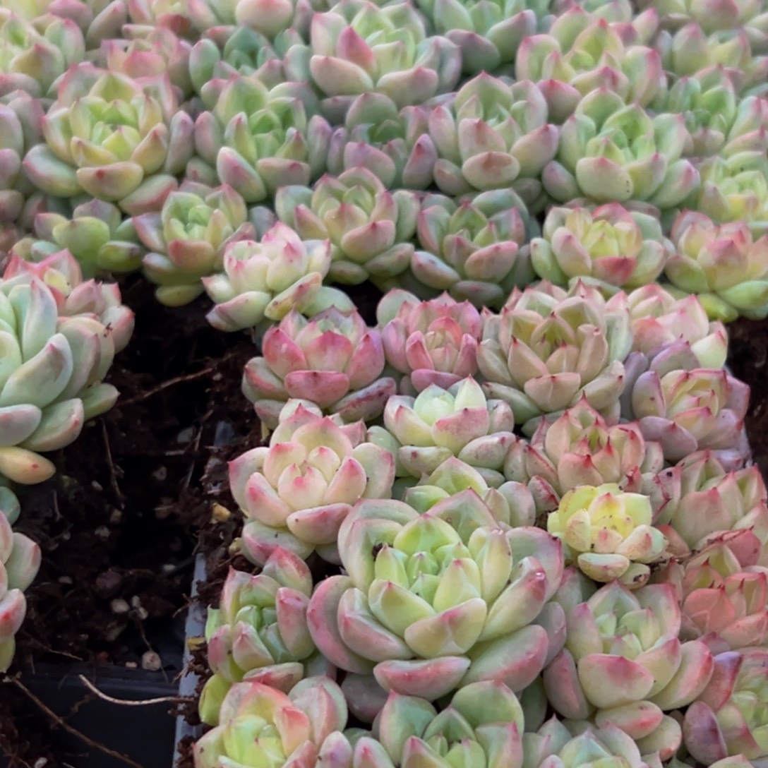 034多肉植物量拍一盒保底24颗