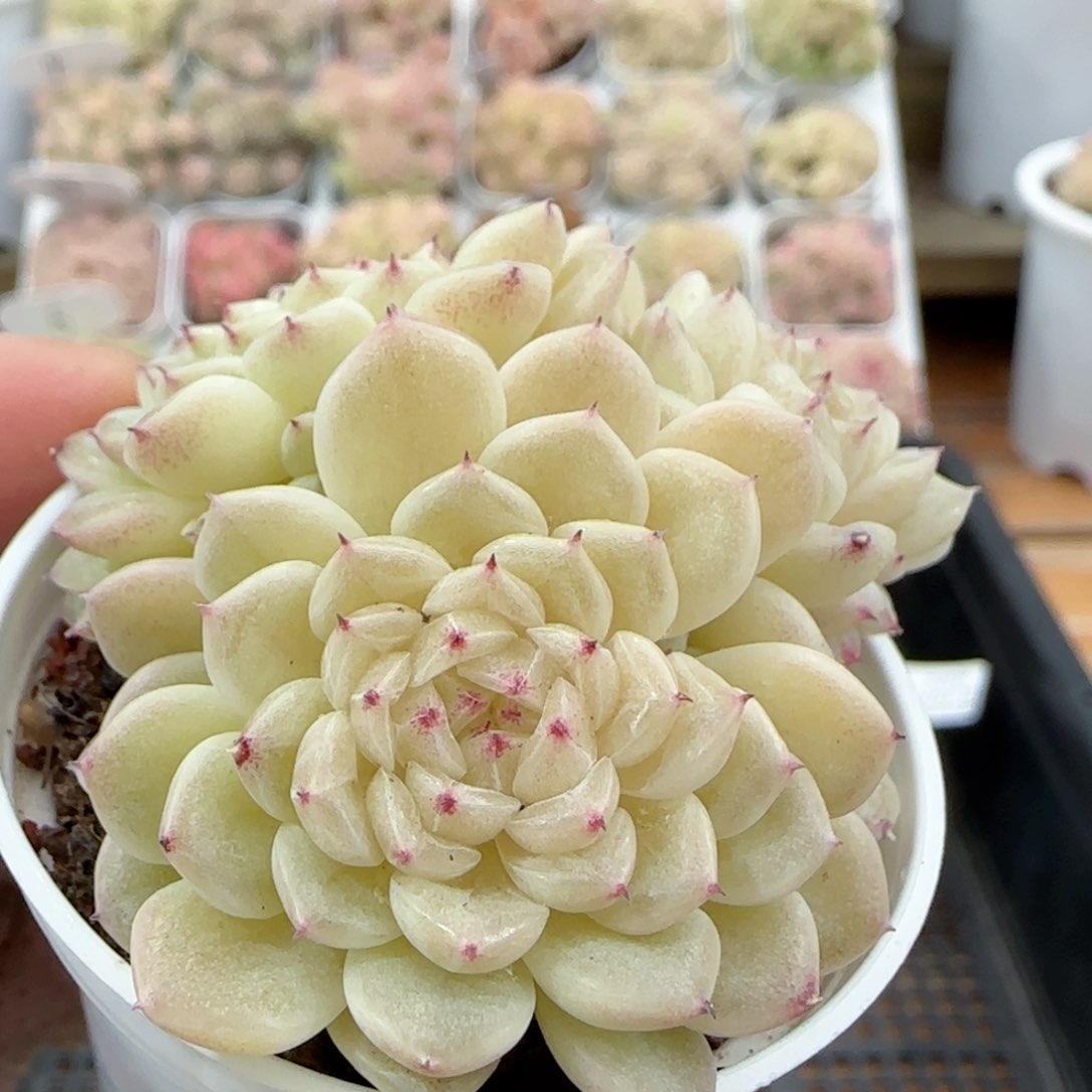 【闪购商品】0127-9小魔仙优选