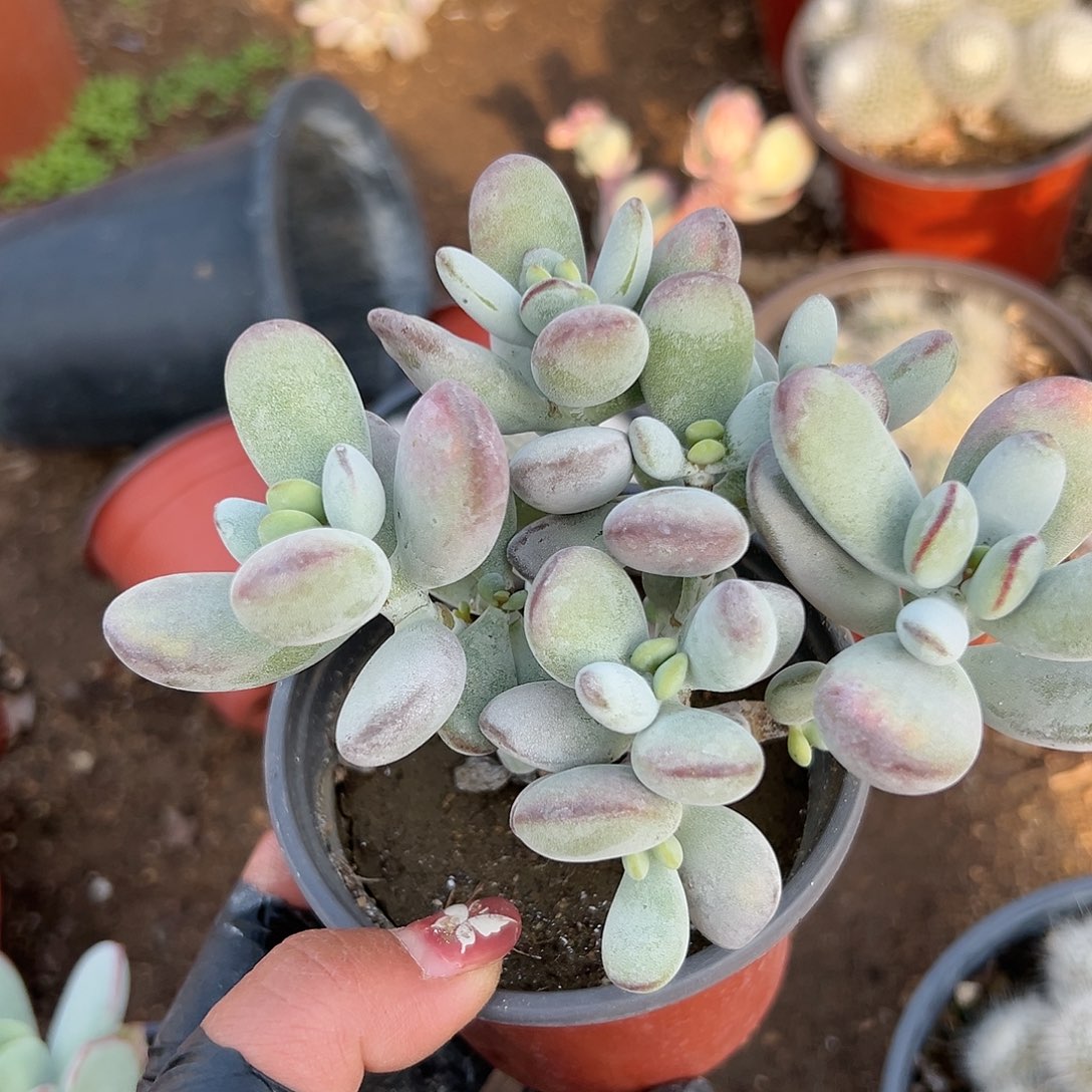 多肉植物乒乓福娘