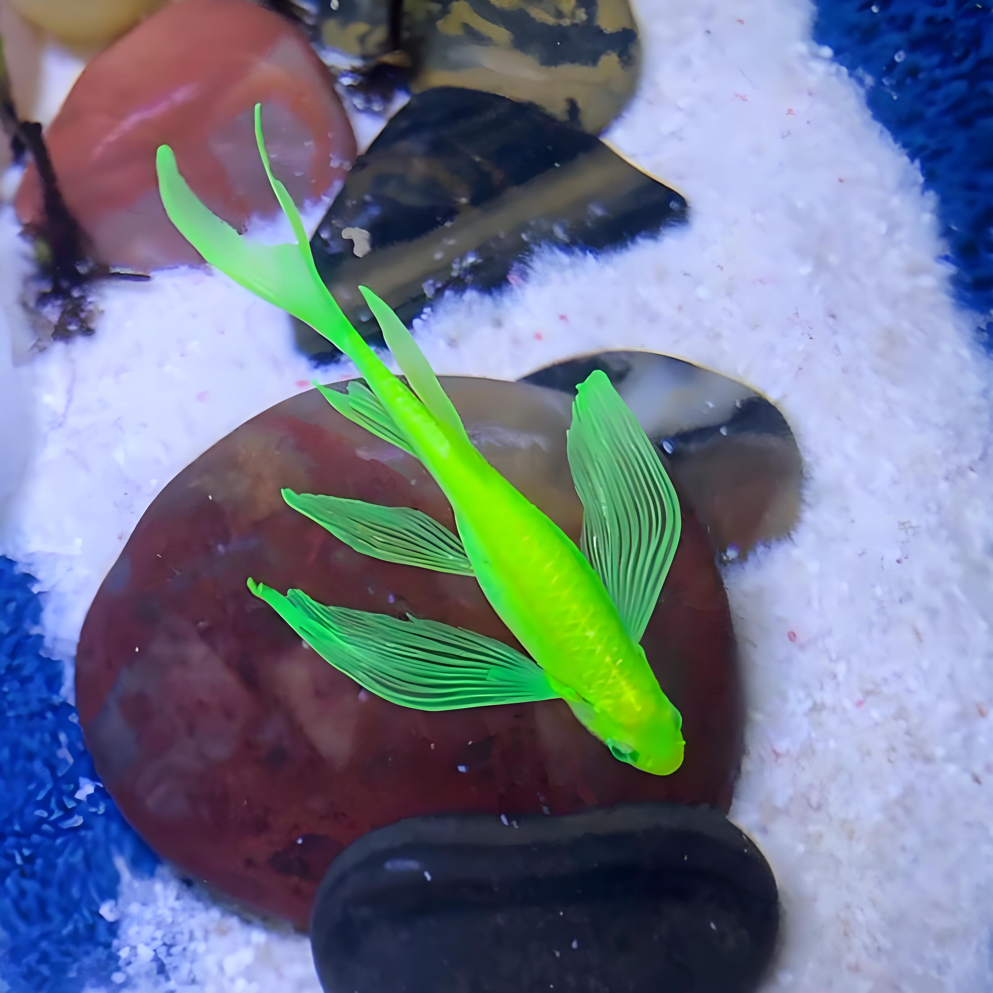 种鱼  5条     蝶翼斑马鱼长尾长鳍小型淡水荧光热带观赏鱼