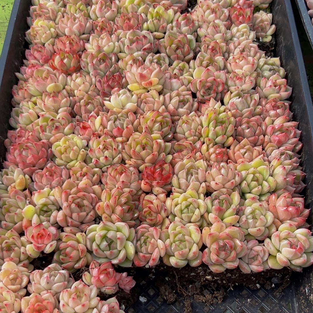 284多肉葡萄的味道是真的很