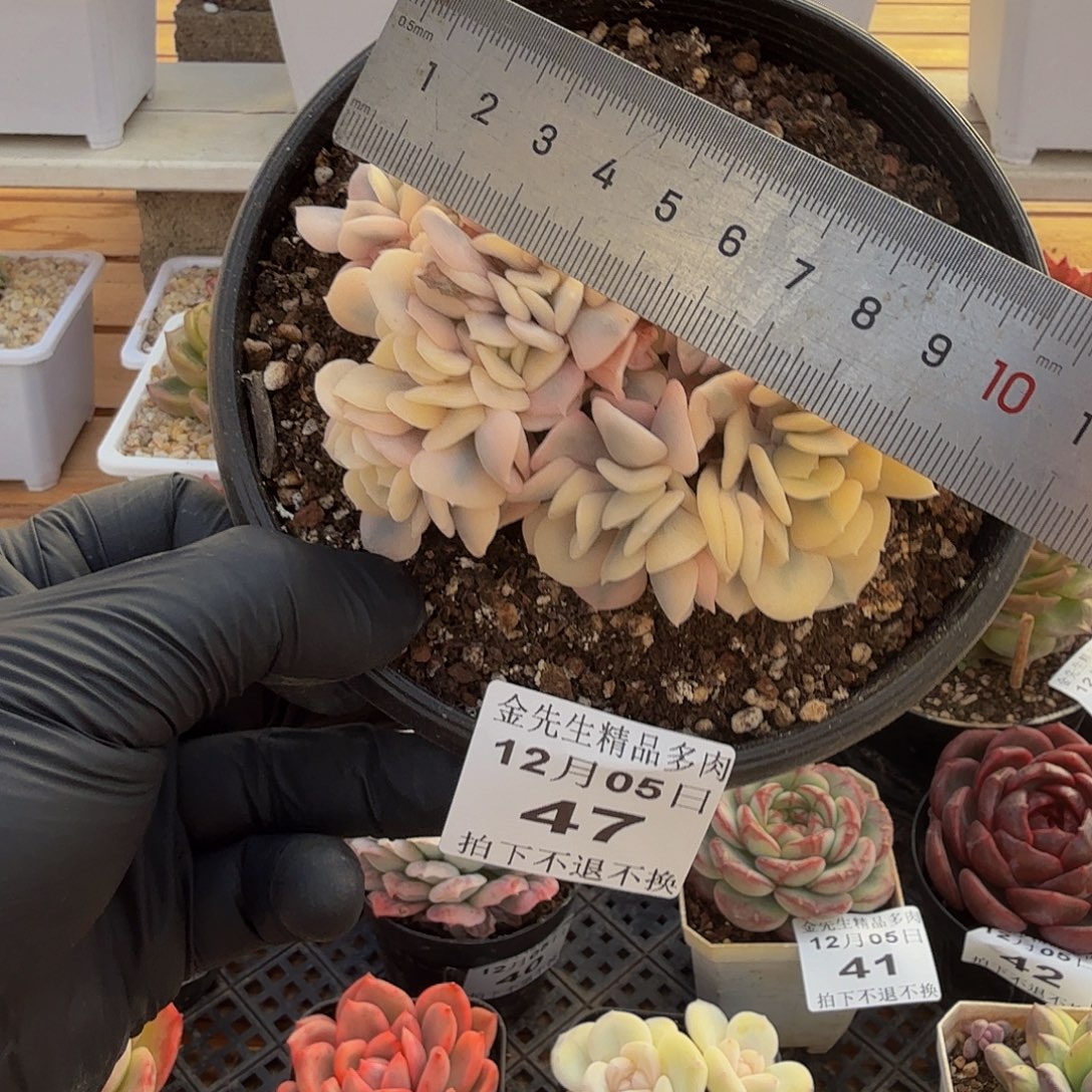 1205-47雪精灵锦缀