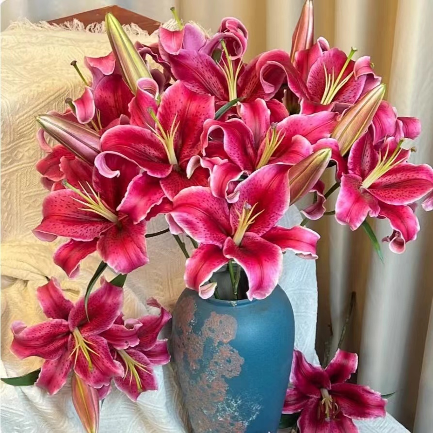 5枝黑美人双头百合10个花苞(两单发顺丰或京东快递)