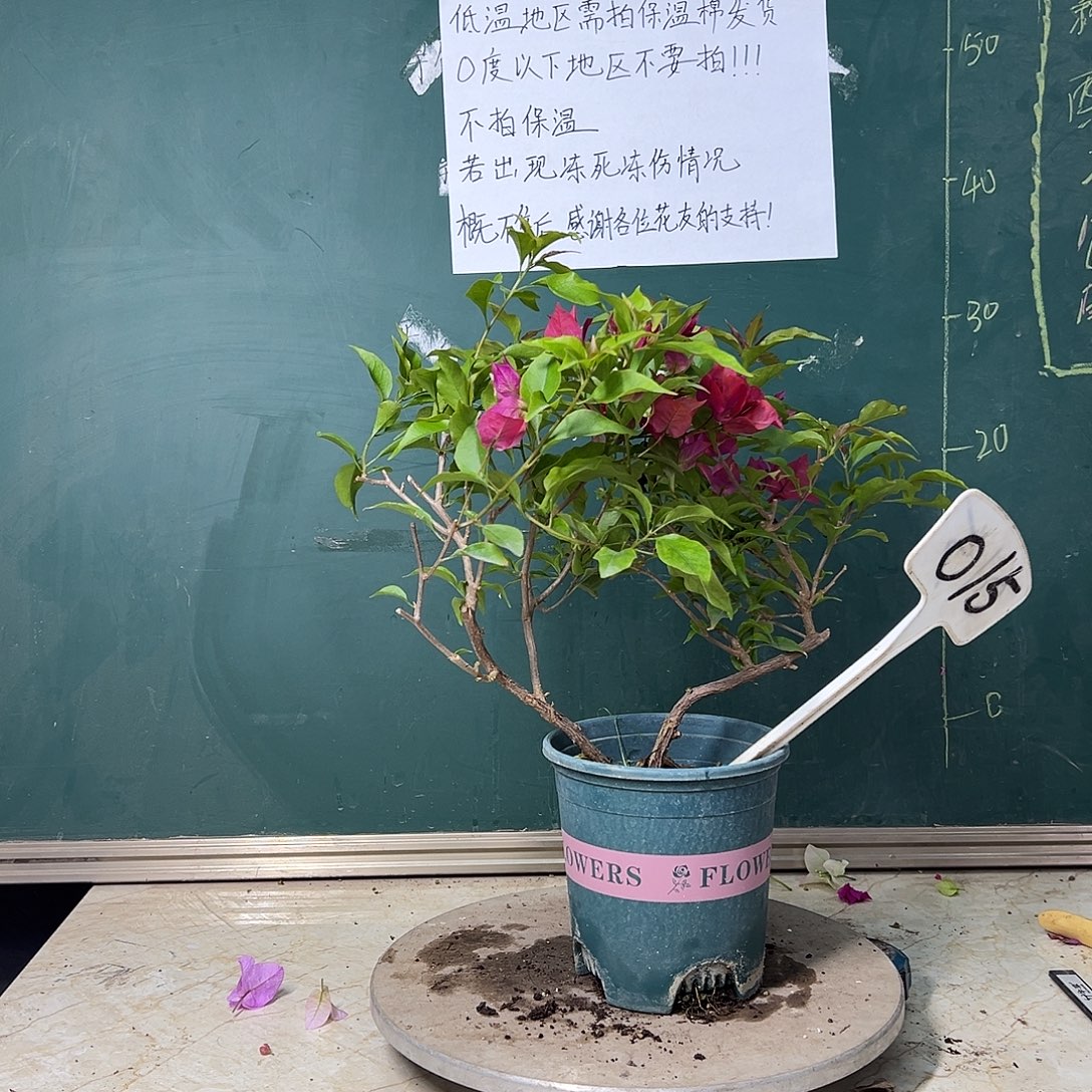 完全开放   双杆 紫桑巴  015