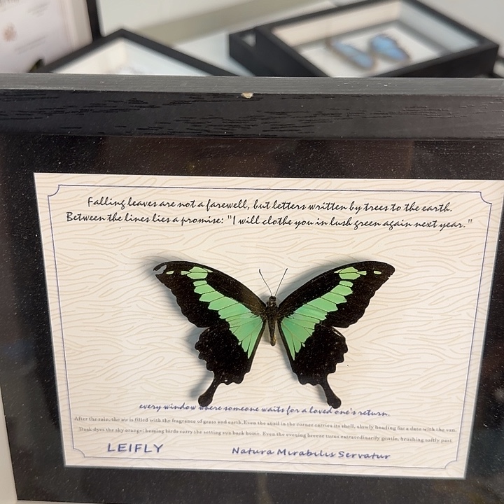 395蝴蝶蝴蝶蝴蝶蝴蝶蝴蝶