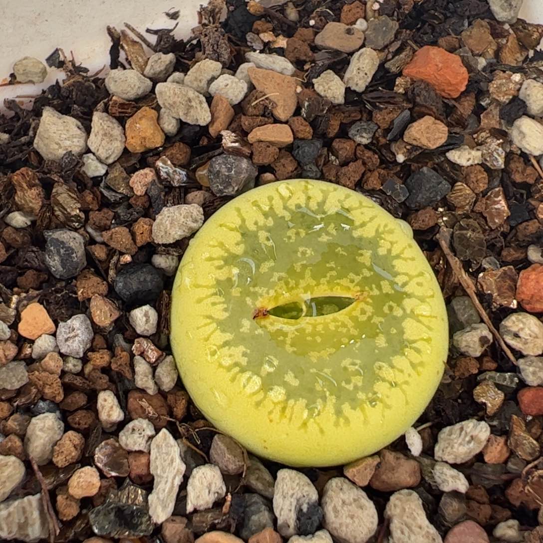 863多肉植物百科