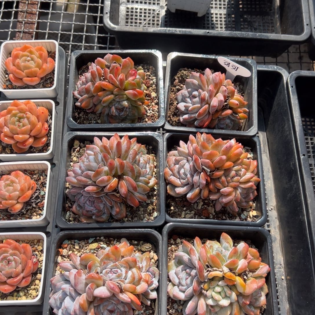 ****️石榴籽星影可可拍组合6颗寄养