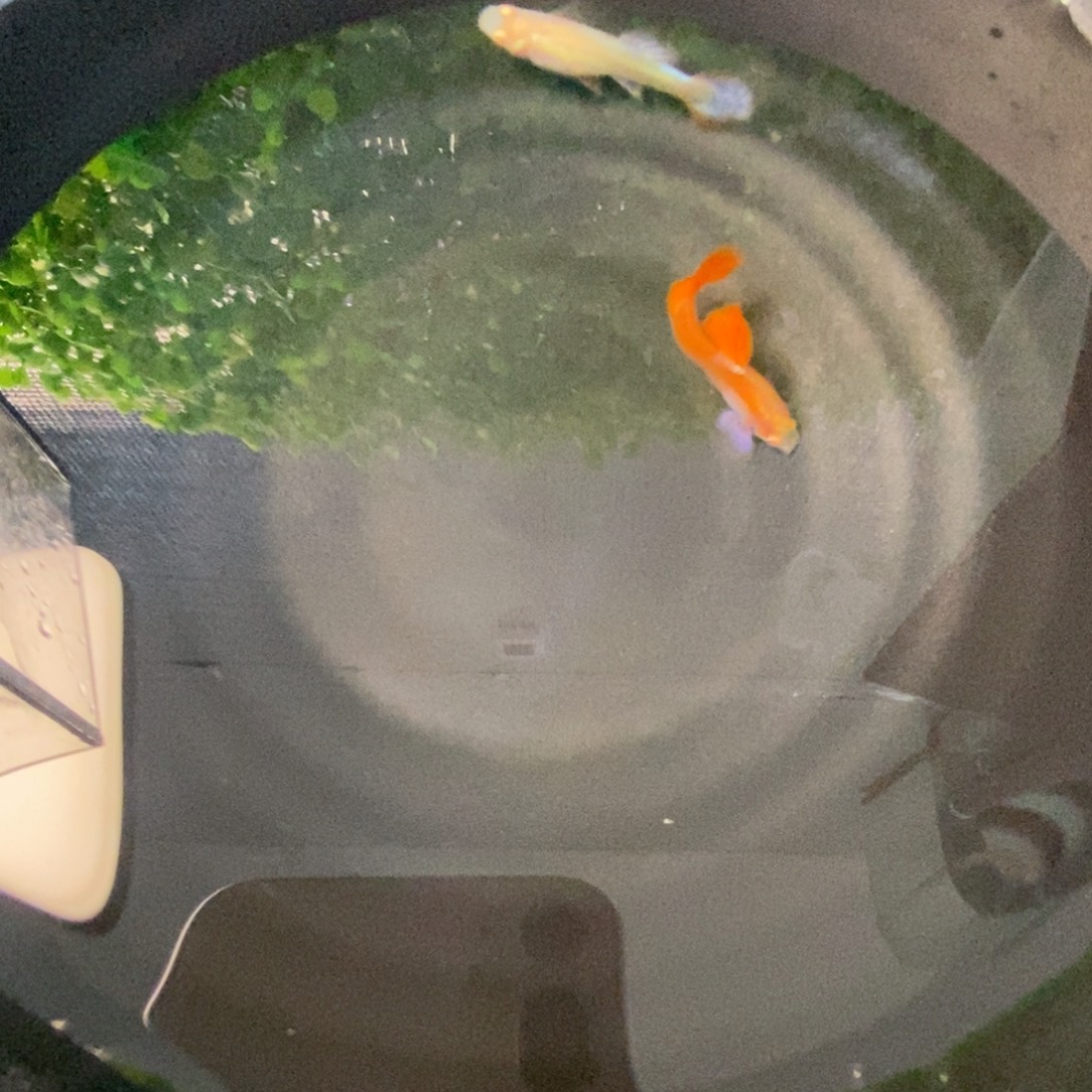 孔雀鱼霓虹大耳一对