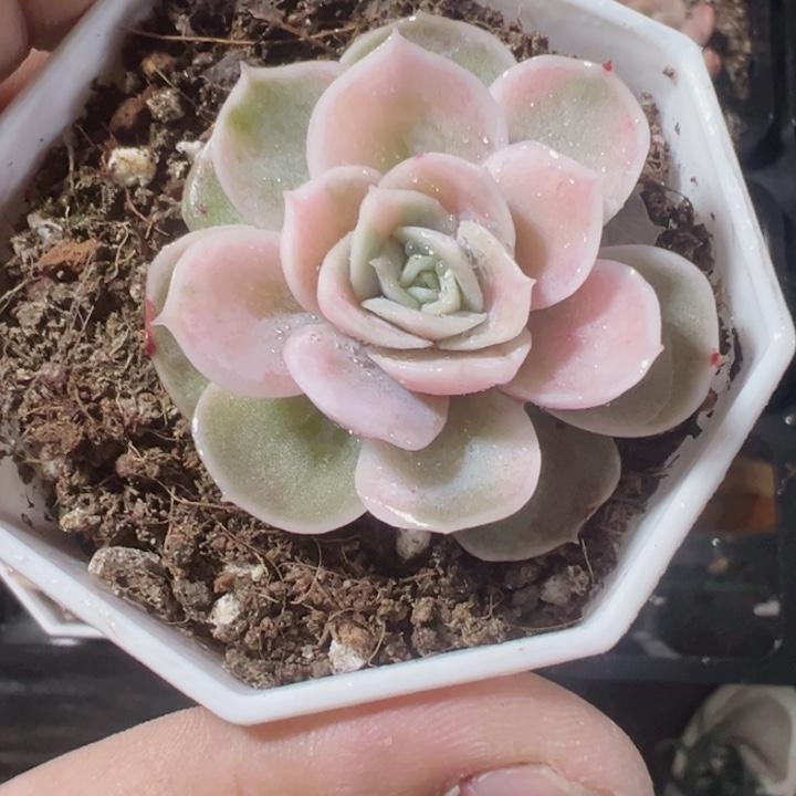 蓝色惊喜锦精品多肉植物