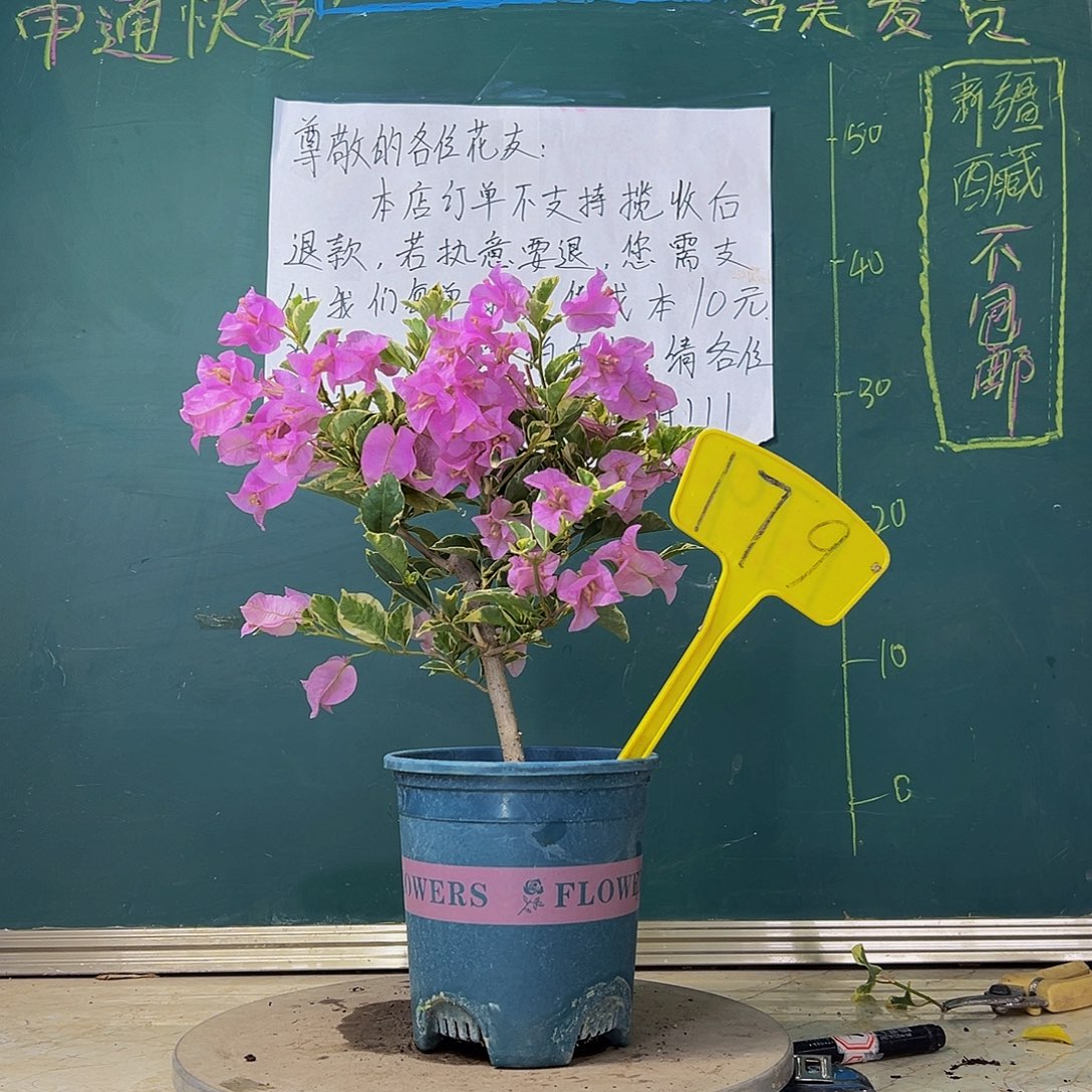 当前无花栽培后可以开花 银边浅紫  179