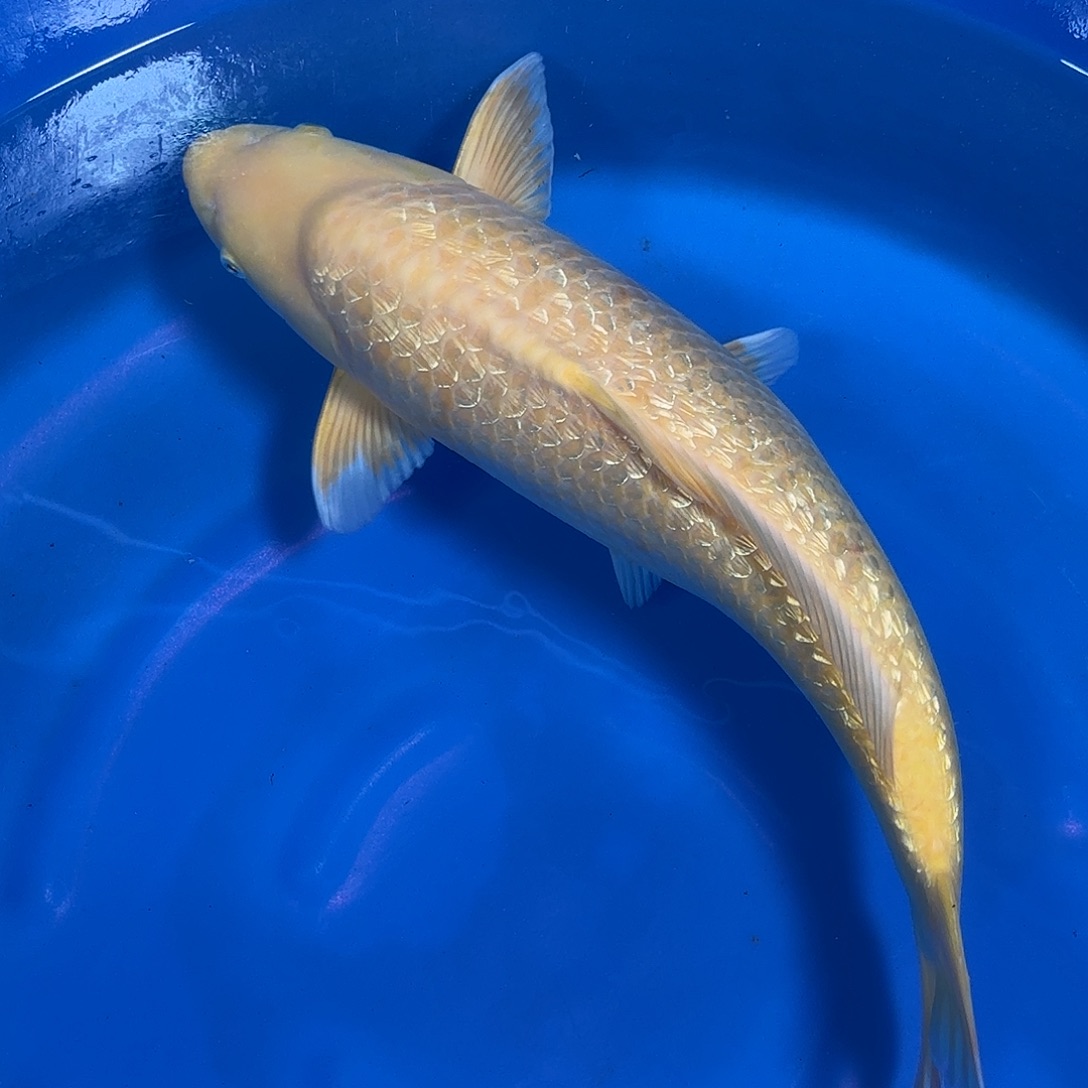 海水鱼爱屋银麟介子