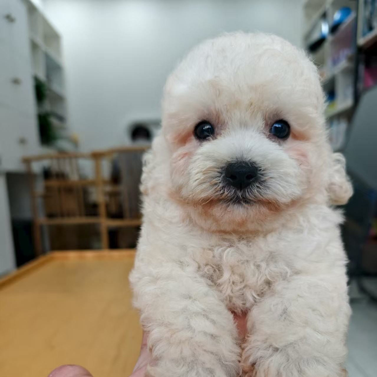 韩系小比熊，2个月大，2针，只售成都周边。