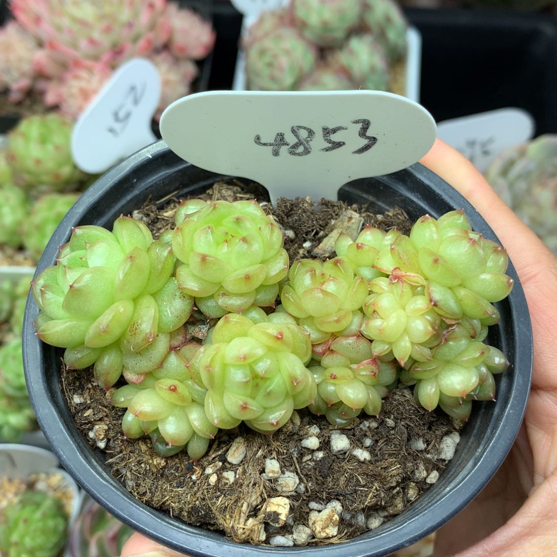 灯泡珍妮15头无砍群4853