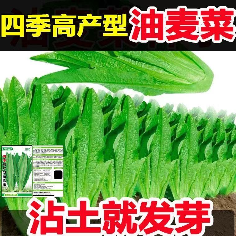 【四季油麦菜种子】高产易种蔬菜种子阳台盆栽种菜田园自种各种稀有