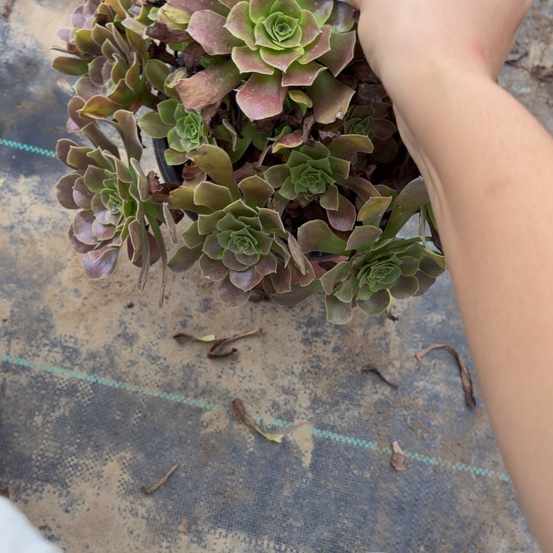 137多肉植物捧花的时候