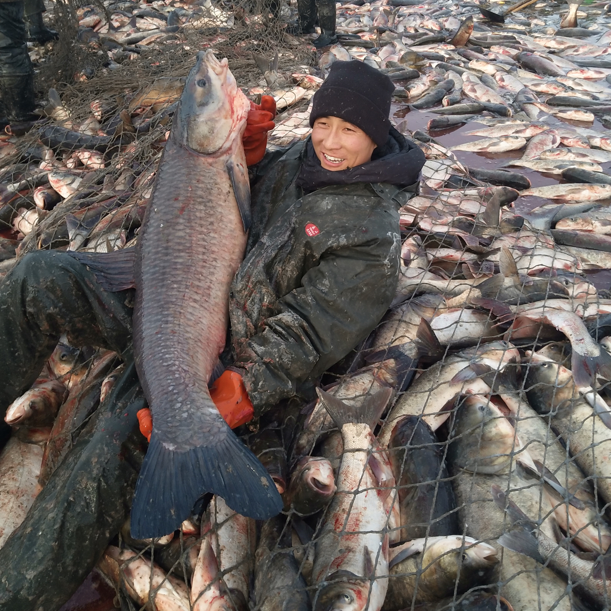 领鲜淡水湖大青鱼（10斤至20斤单条包装）