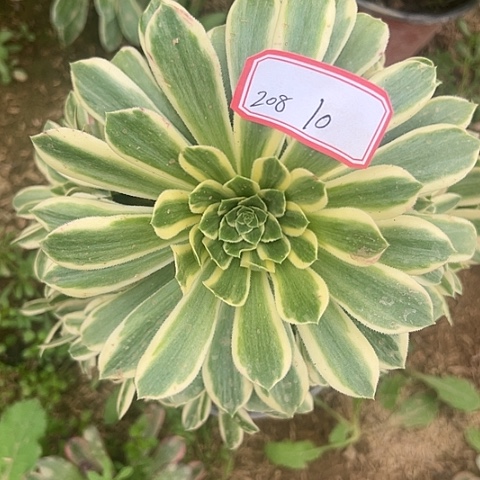 多肉植物金丝208