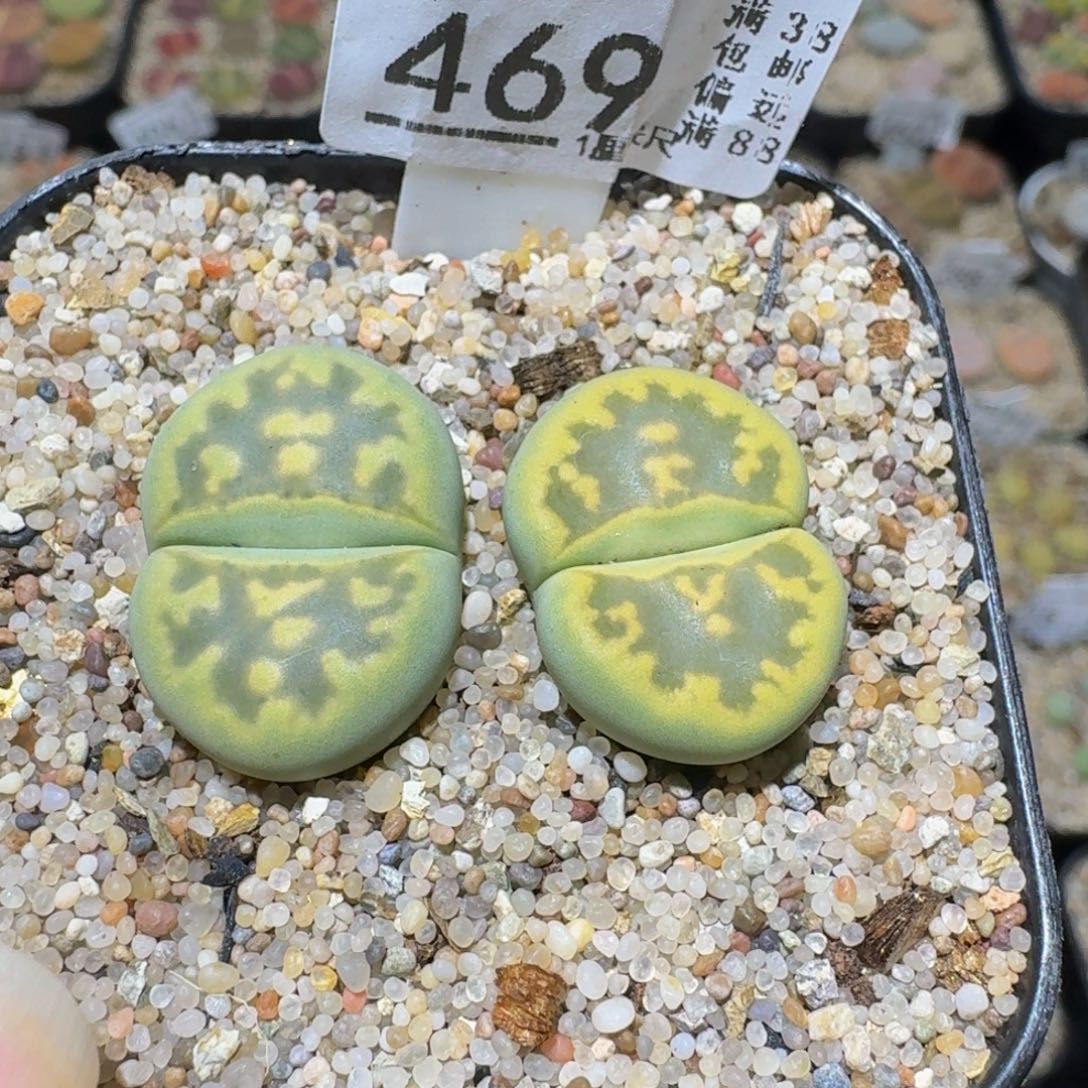 兔***宝Ssss精品生石花469