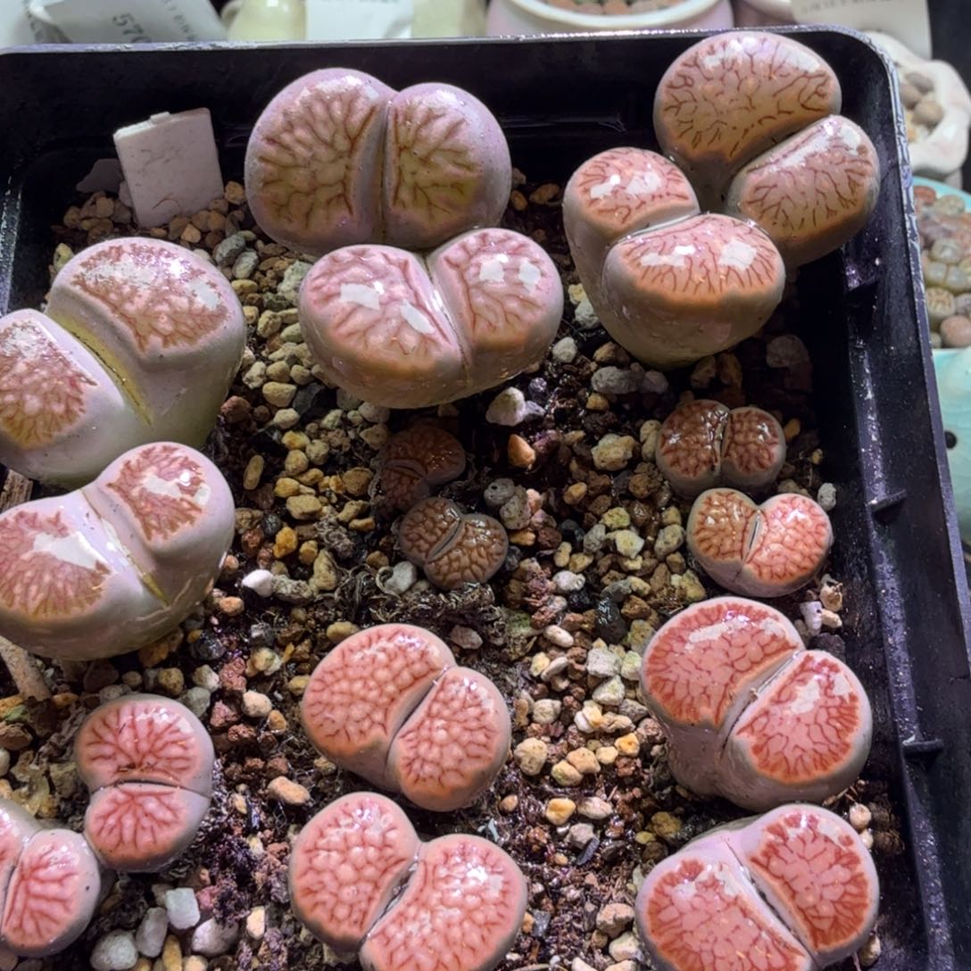 小***媛多肉植物福利冲冲冲588