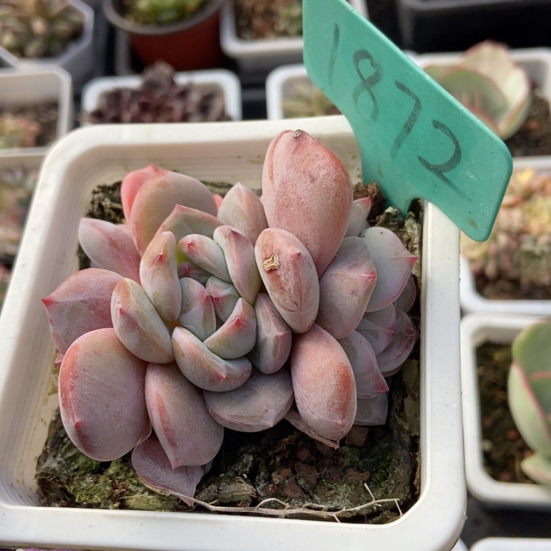 1872石榴籽多肉植物