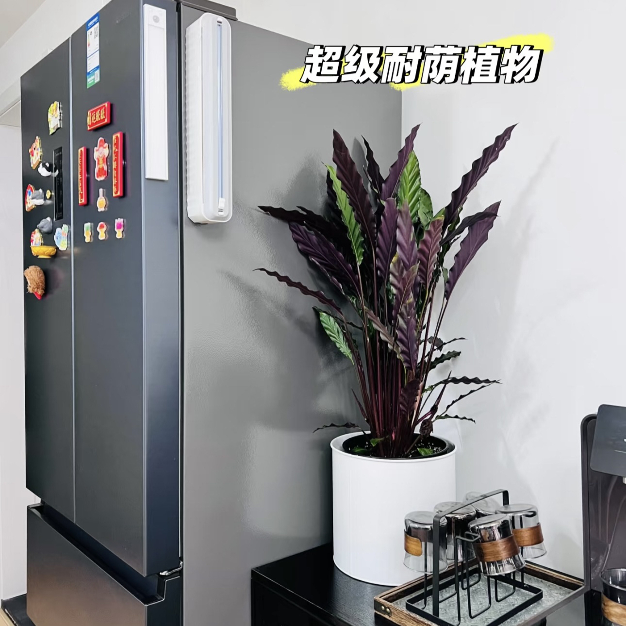 【紫背波浪竹芋】网红植物好养竹净化空气猫眼客厅懒人阳台