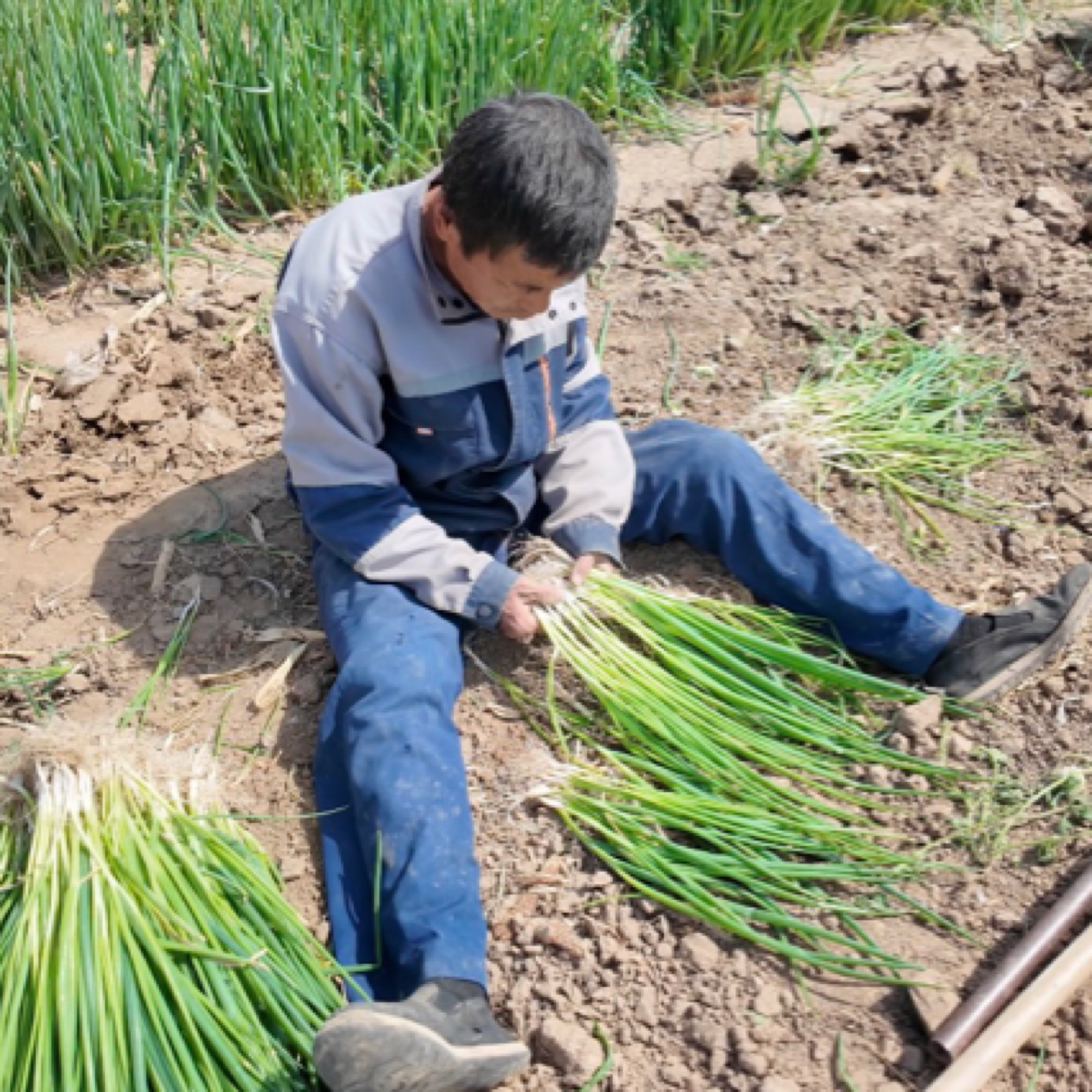 《春泉农场》天津农村自家种植小葱3斤装新鲜五叶齐
