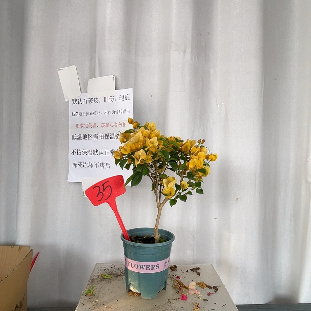 大部分开放少量花苞35绿叶柠檬黄盆苗