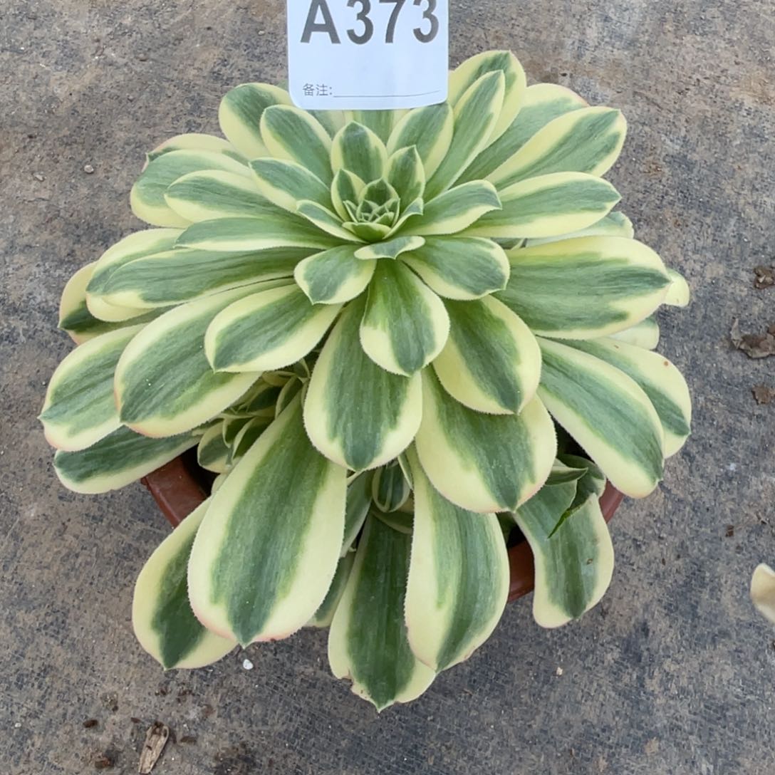 幸**生迈巴赫373福利出了