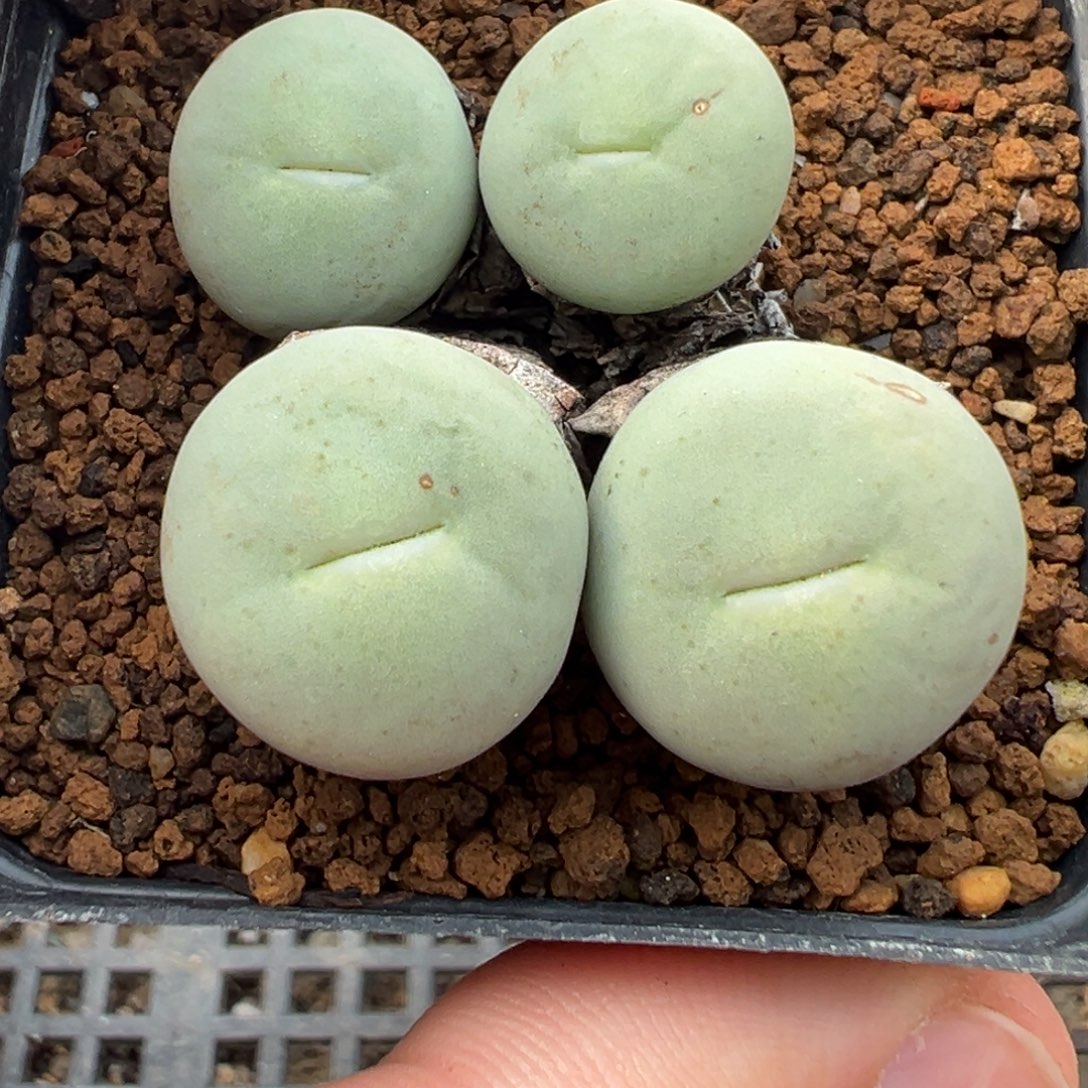 6-11肉锥多肉植物，