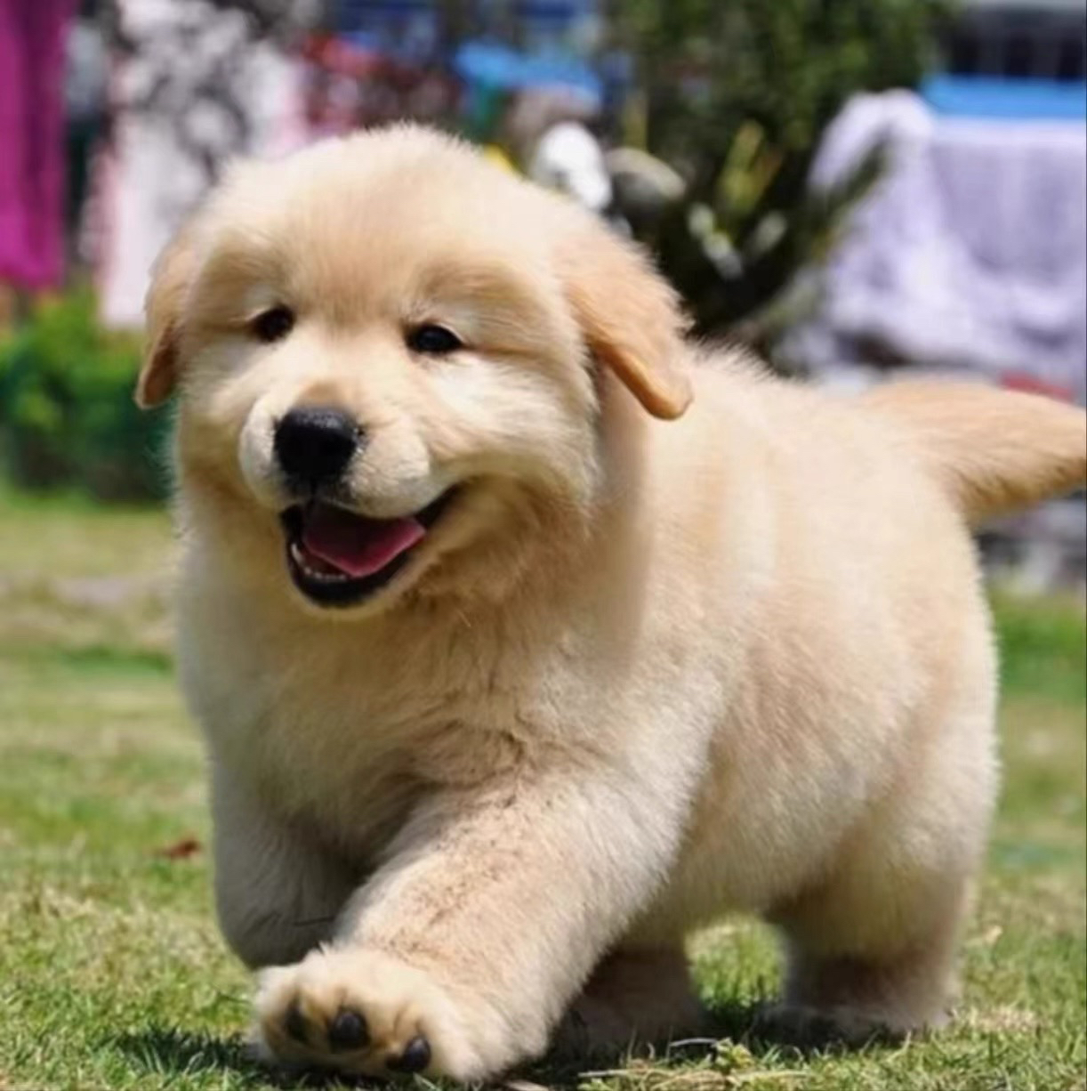 金毛犬幼犬宠物狗活体
