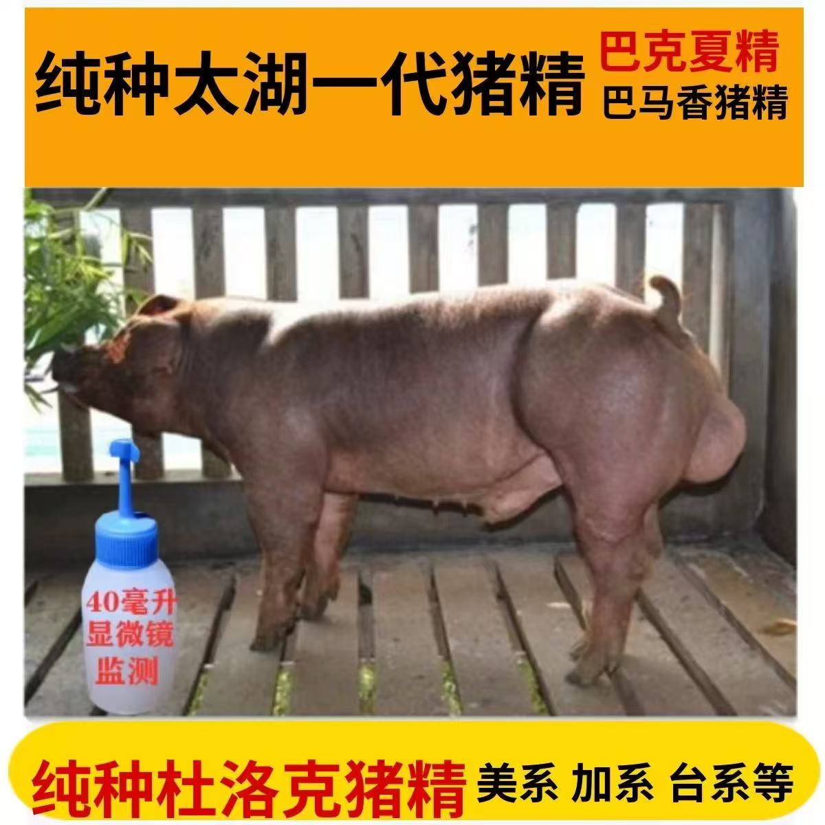 杜洛克猪精杜洛克猪精液猪用耗材适合母猪人工配种
