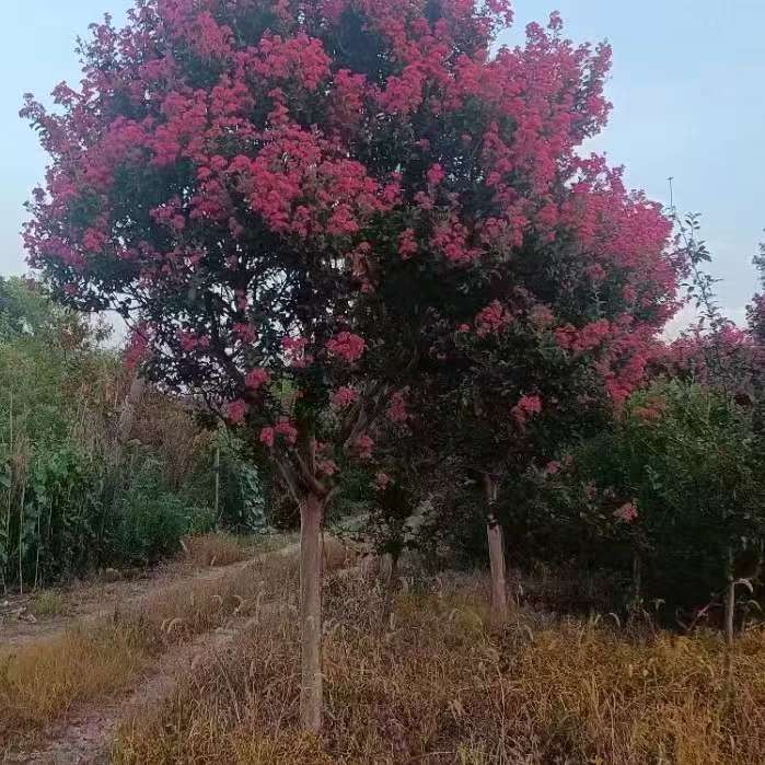 耐寒耐高温，给水给土就能养活的一种植物