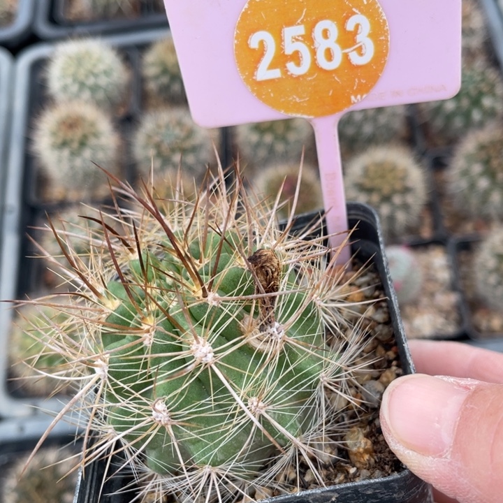 忽***来实生优龙玉有疤28300000000