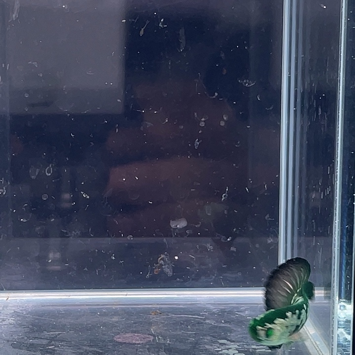 斗鱼活体不退不换 谢谢