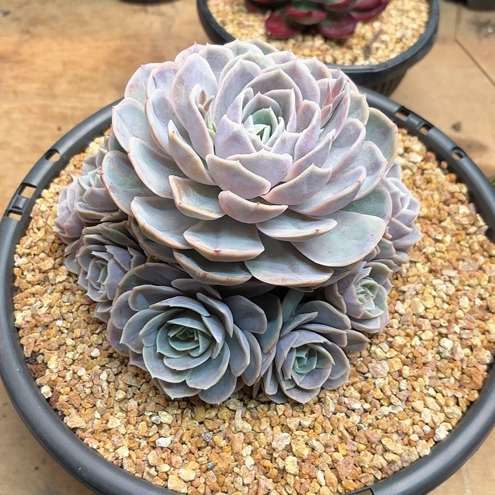 多肉植物，蓝色惊喜