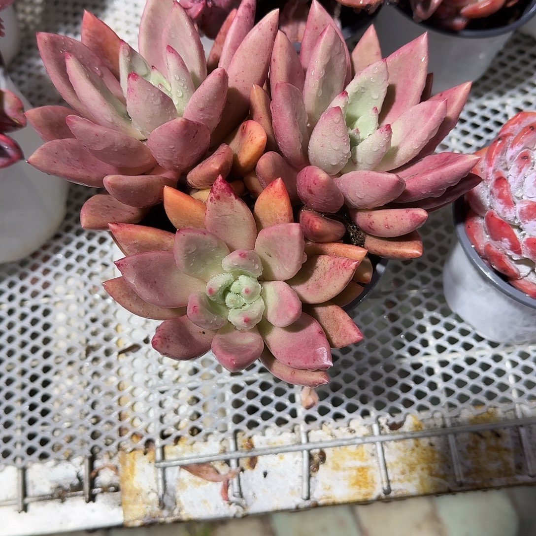 桃花源整群多肉植物