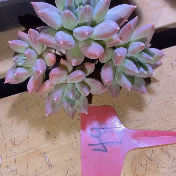 是因为她没有那么坚强而