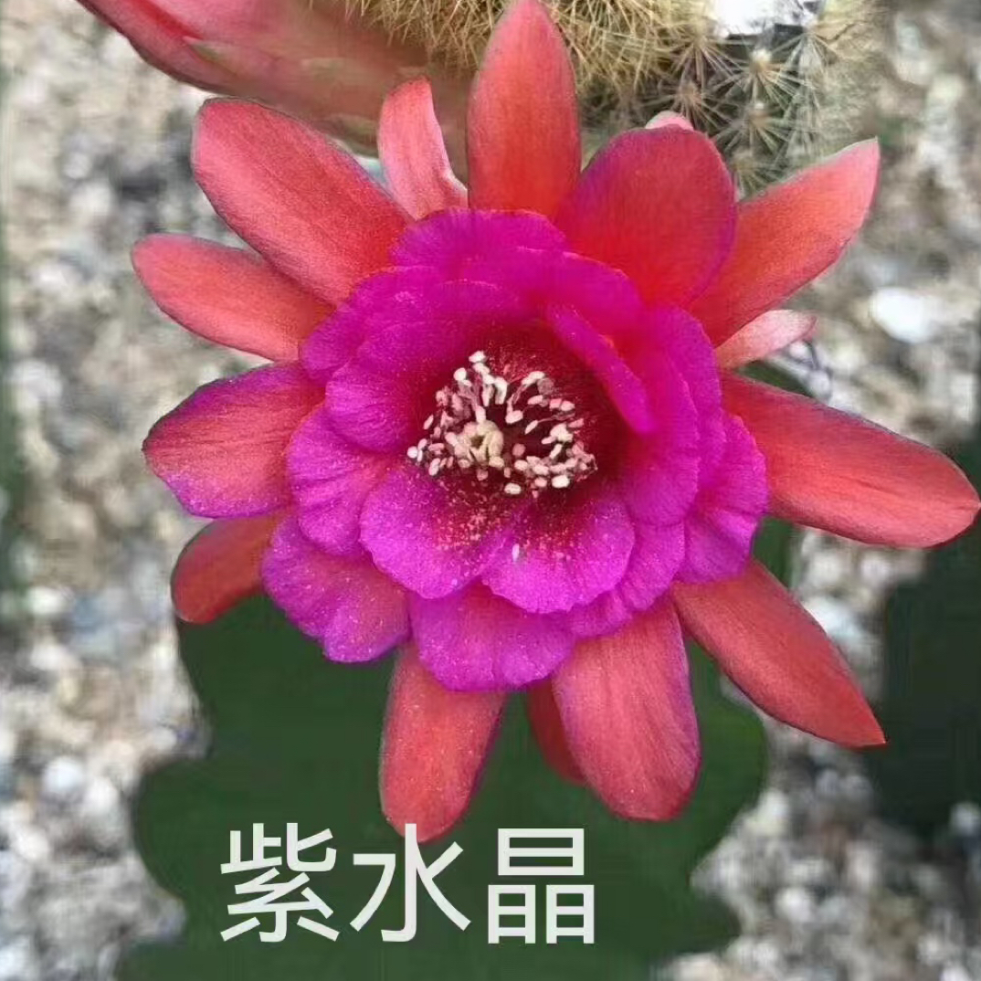 紫水晶金妞仙人球一物一拍（2盆一组）