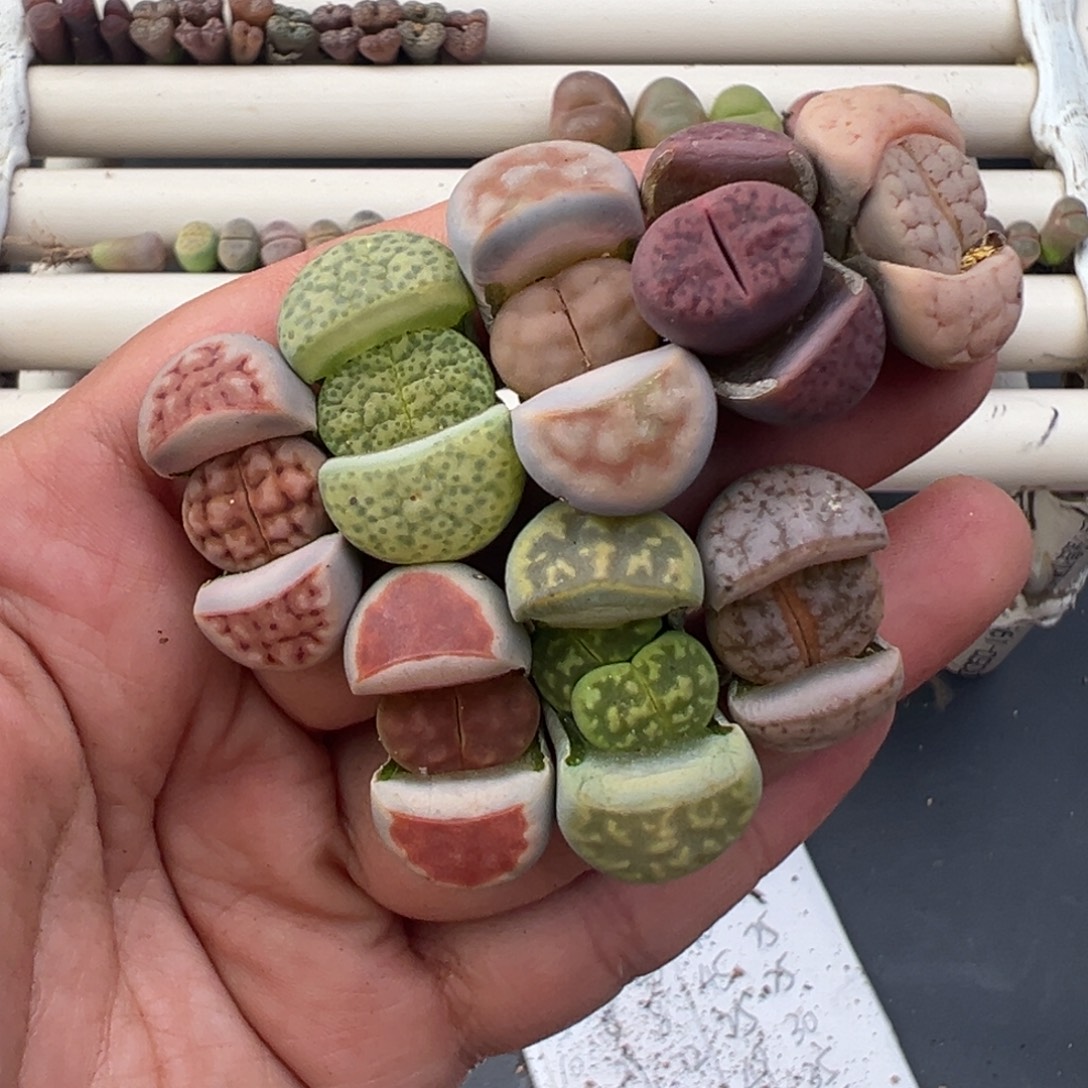 12.7好看的多肉脱土发货356