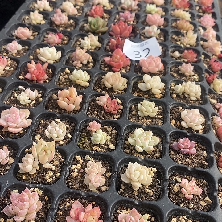 32 多肉植物盆栽花卉