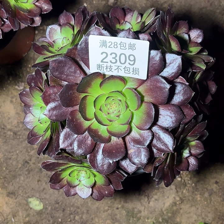 2309黑美人多肉植物