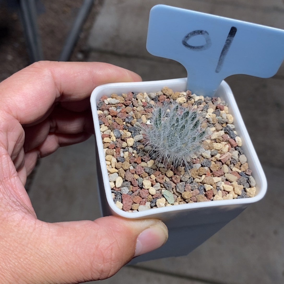 沃特山大型金刚钻