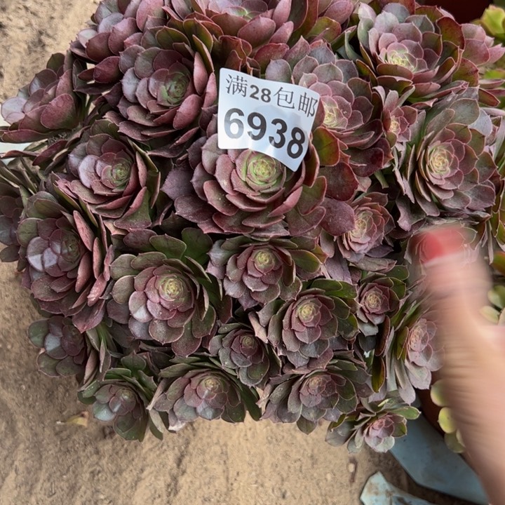 6938南万圣节多肉植物