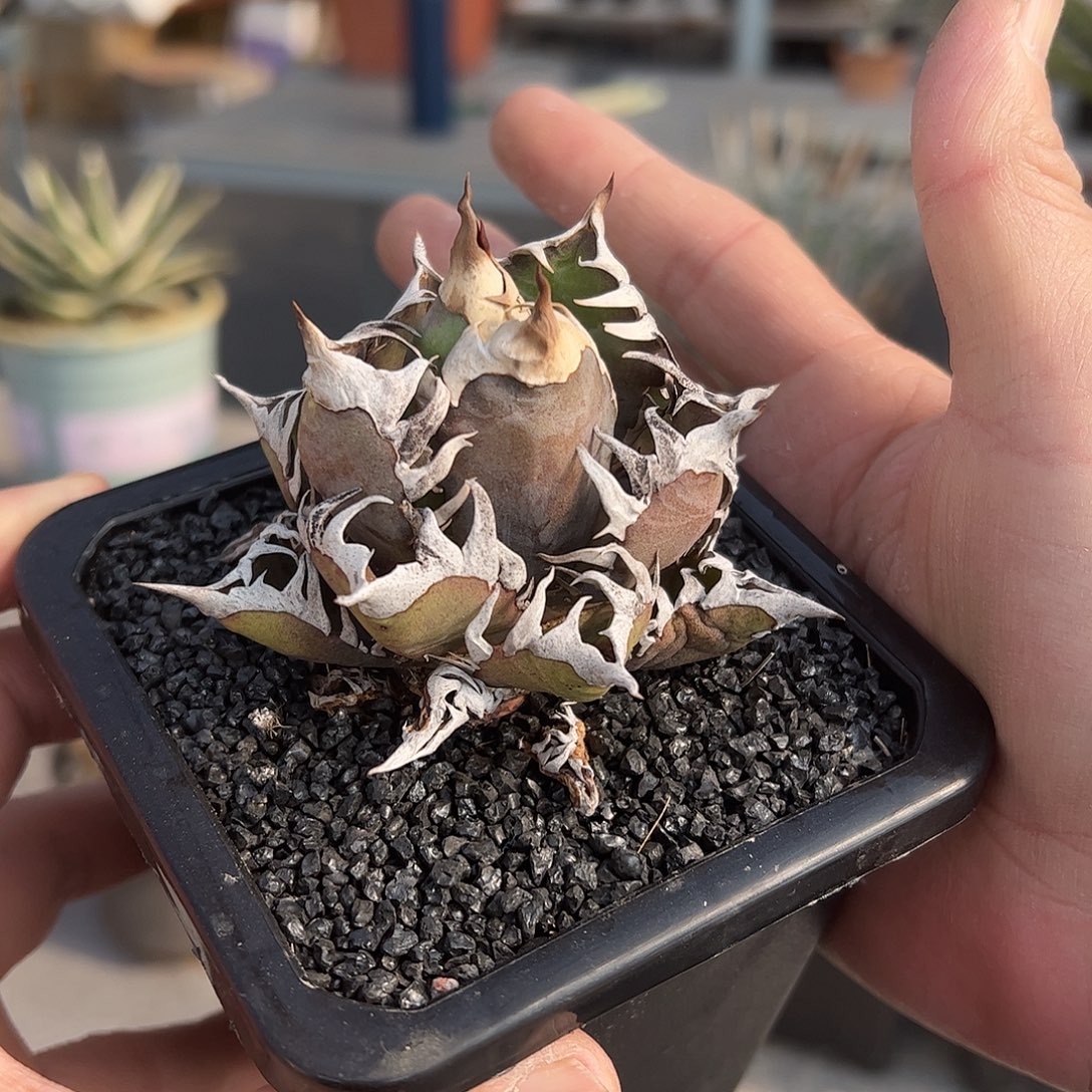 灬***灬包菜红猫 6688888