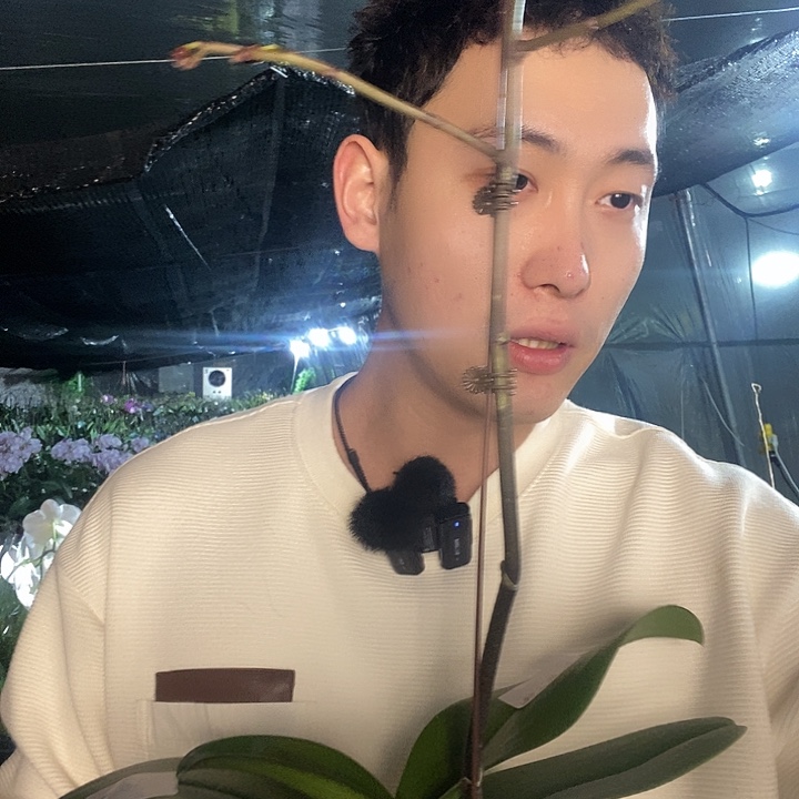 无花朵拉丁舞裙蝴蝶兰