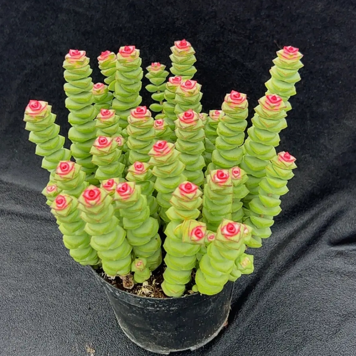 红心钱串锦多肉植物耐寒好养适合阳台室内的小盆栽